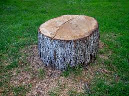 How Our Tree Care Process Works  in  Spring Grove, PA