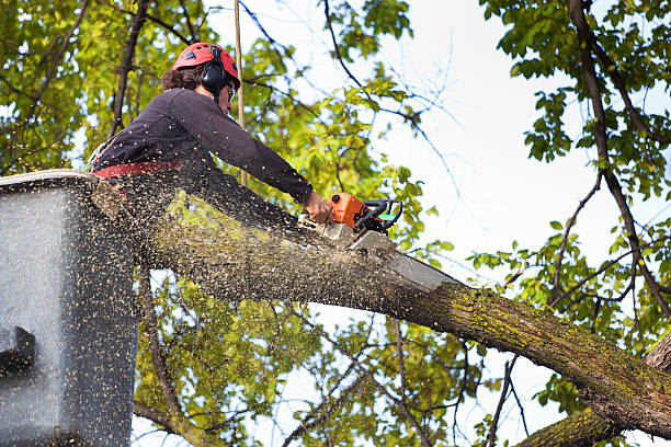Leaf Removal in Spring Grove, PA