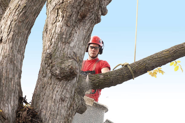 Professional Tree Care in Spring Grove, PA